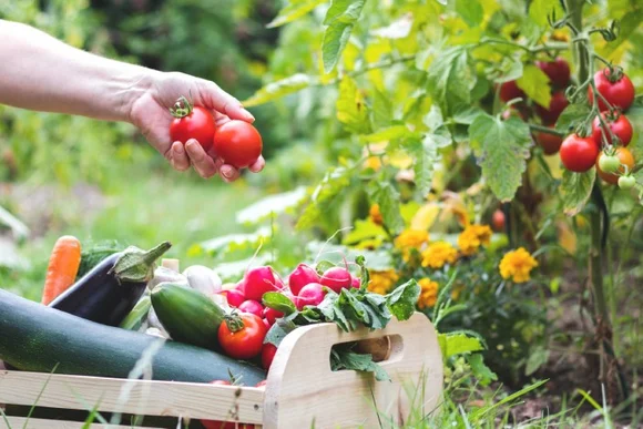 Gemüse im Garten